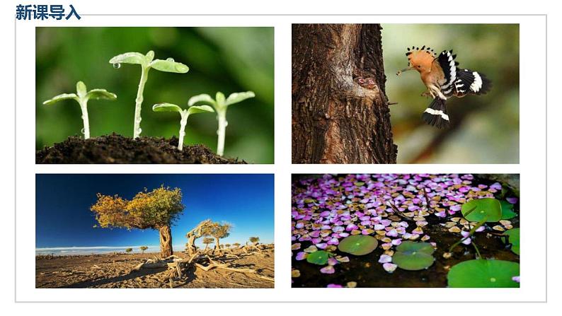 部编版八上语文第16课《永久的生命》同步课件第3页