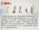 第18课 《我的白鸽》：岁月里的温柔信使（课件）（统编版2024）