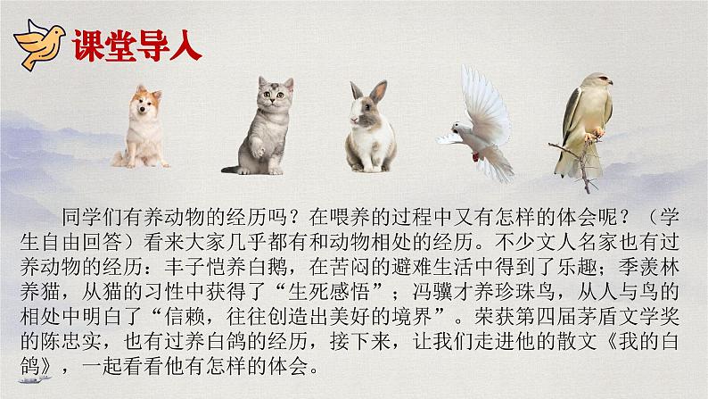 第18课 《我的白鸽》：岁月里的温柔信使（课件）（统编版2024）02