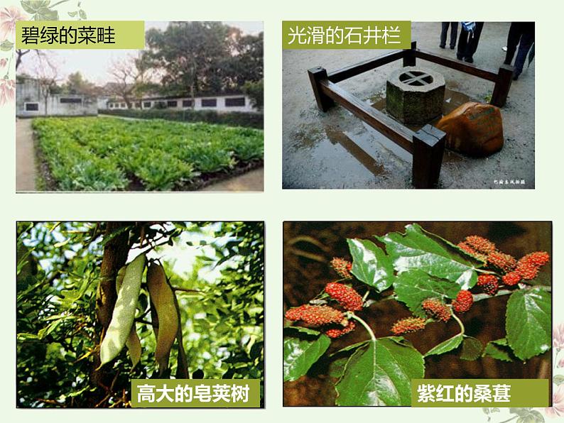 统编版五四制（上海专用）语文七年级上册 第09课 从百草园到三味书屋（教学课件）05