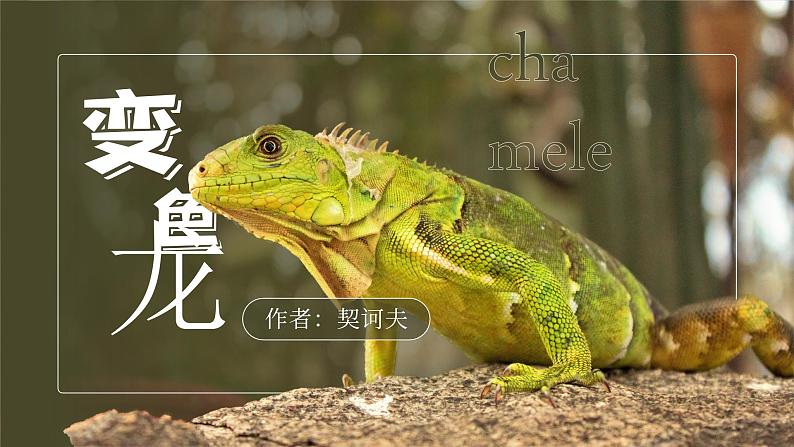 部编版九年级语文下册第6课《变色龙》优质课件01