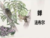 第21课《蝉》课件 2024—2025学年统编版语文八年级上册