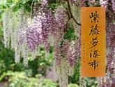部编版语文七年级下册第18课《紫藤萝瀑布》课件（含视频）