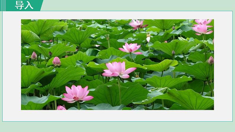 人教版（2024）语文七年级上册 第二单元 散文诗两首 7荷叶·母亲 课件+教案+学案01