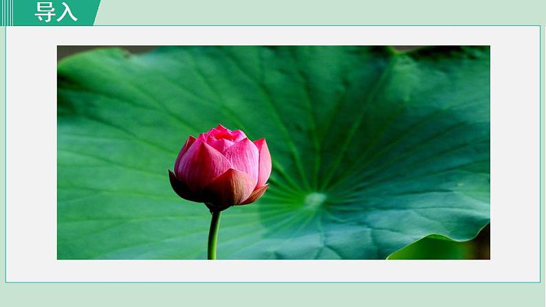 人教版（2024）语文七年级上册 第二单元 散文诗两首 7荷叶·母亲 课件+教案+学案02