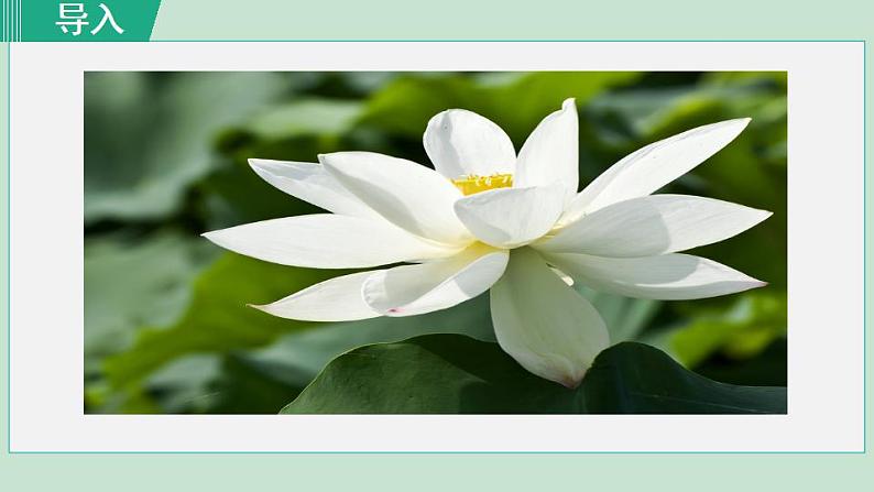 人教版（2024）语文七年级上册 第二单元 散文诗两首 7荷叶·母亲 课件+教案+学案03