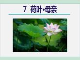 人教版（2024）语文七年级上册 第二单元 散文诗两首 7荷叶·母亲 课件+教案+学案