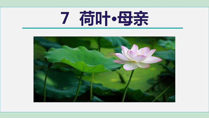 人教版（2024）语文七年级上册 第二单元 散文诗两首 7荷叶·母亲 课件+教案+学案05