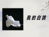 18 我的白鸽（教学课件）-初中语文统编版（2024）七年级上册