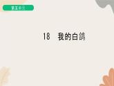 部编版（2024）七年级语文上册 18 我的白鸽习题课件