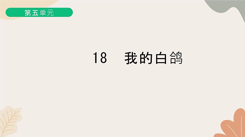 部编版（2024）七年级语文上册 18 我的白鸽习题课件01