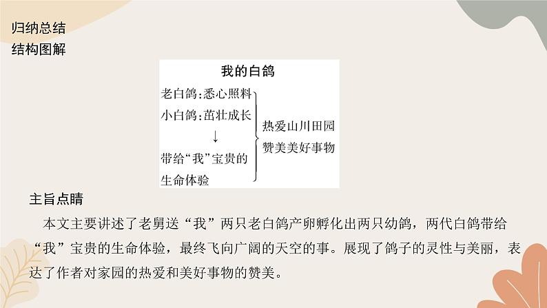 部编版（2024）七年级语文上册 18 我的白鸽习题课件03