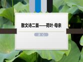課件：部編版初中語文七年級(jí)上冊(cè)第二單元第7課 散文詩二首——荷葉·母親