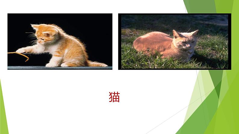 课件：部编版初中语文七年级上册第五单元第16课 猫07