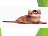 课件：部编版初中语文七年级上册第五单元第17课 猫