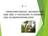 课件：部编版初中语文七年级上册第五单元第18课 我的白鸽 第1课时