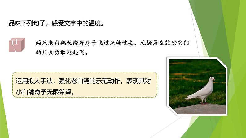 课件：部编版初中语文七年级上册第五单元第18课 我的白鸽 第2课时04
