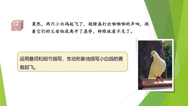 课件：部编版初中语文七年级上册第五单元第18课 我的白鸽 第2课时05