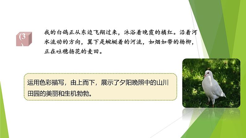 课件：部编版初中语文七年级上册第五单元第18课 我的白鸽 第2课时06