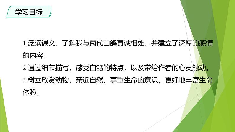 课件：部编版初中语文七年级上册第五单元第18课 我的白鸽第2页