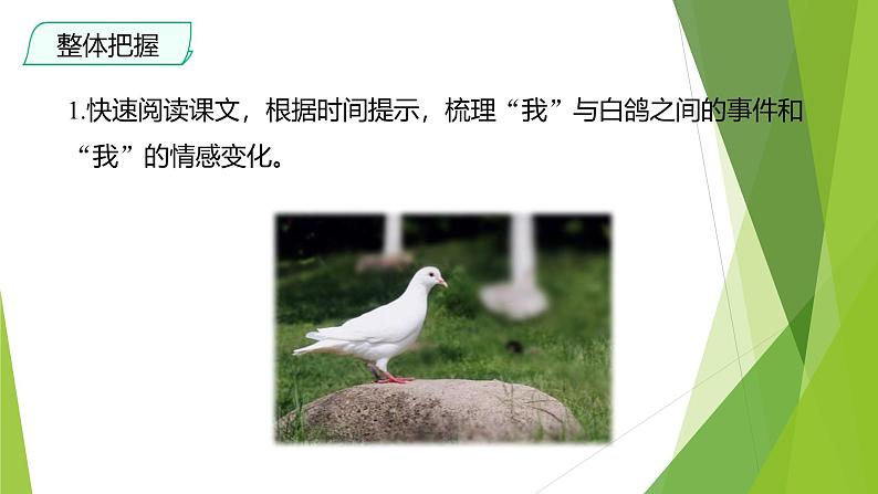 课件：部编版初中语文七年级上册第五单元第18课 我的白鸽第7页