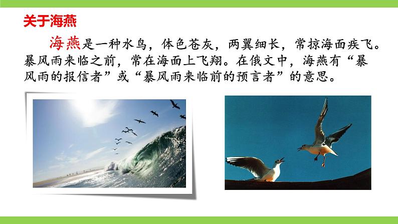 【任务型教学】2025部编初中语文九下4《海燕》 课件+教案+导学案（师生版）+同步测试（含答案）08