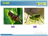 部编版八上语文第五单元名著《昆虫记》同步课件