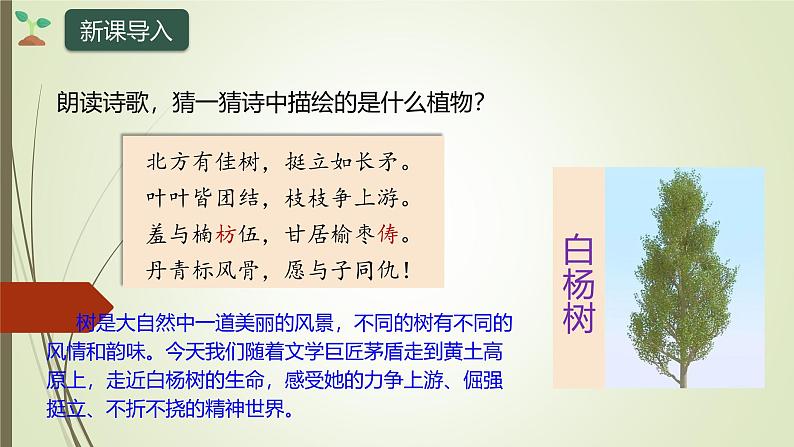 课件：部编版初中语文八年级上册第四单元第15课 白杨礼赞第2页