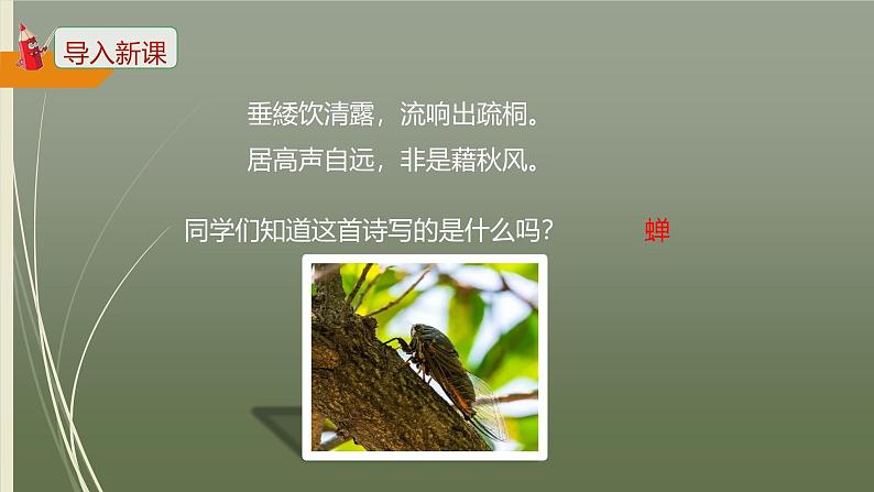 课件：部编版初中语文八年级上册第五单元第21课 蝉第3页