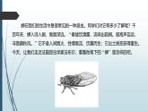 课件：部编版初中语文八年级上册第五单元第21课 蝉
