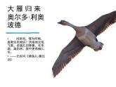 第19课《大雁归来》课件-2024-2025学年统编版语文七年级上册（2024）