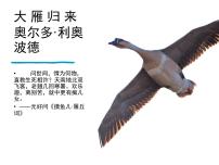 初中语文19 大雁归来/利奥波德说课课件ppt