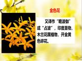 统编版语文七年级上册（2024）第7课《散文诗二首》课件