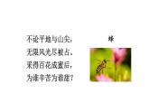初中语文新人教部编版七年级上册第五单元任务二《亲近动物，丰富生命体验》教学课件（2024秋）