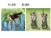 初中语文新人教部编版七年级上册第17课《猫》教学课件（2024秋）