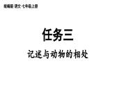 初中語(yǔ)文新人教部編版七年級(jí)上冊(cè)第5單元  任務(wù)三《記述與動(dòng)物的相處》教學(xué)課件（2024秋）