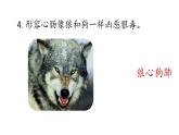 初中语文新人教部编版七年级上册第5单元 20《狼》课时1教学课件（2024秋）