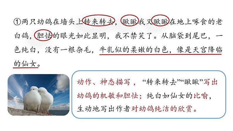 初中语文新人教部编版七年级上册第5单元 18《我的白鸽》课时2教学课件（2024秋）第5页