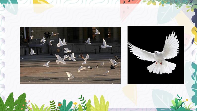 人教版（2024)语文七年级上册 第5单元 18 我的白鸽 PPT课件+教案06