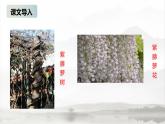 课件：初中语文部编版七年级下册课件、学案及教案第18课 紫藤萝瀑布