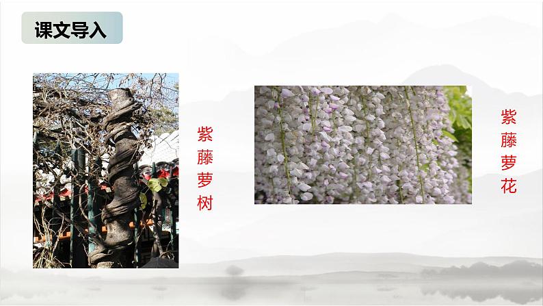 课件：初中语文部编版七年级下册课件、学案及教案第18课 紫藤萝瀑布02