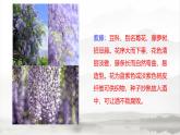 课件：初中语文部编版七年级下册课件、学案及教案第18课 紫藤萝瀑布