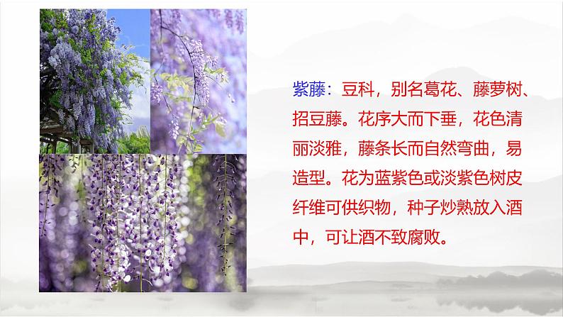 课件：初中语文部编版七年级下册课件、学案及教案第18课 紫藤萝瀑布03