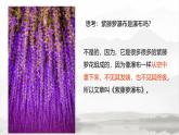 课件：初中语文部编版七年级下册课件、学案及教案第18课 紫藤萝瀑布