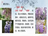 课件：初中语文部编版七年级下册课件、学案及教案第18课 紫藤萝瀑布