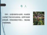 课件：初中语文部编版七年级下册课件、学案及教案第18课 紫藤萝瀑布 第1课时（预学案）
