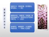 课件：初中语文部编版七年级下册课件、学案及教案第18课 紫藤萝瀑布 第2课时（精读研析）
