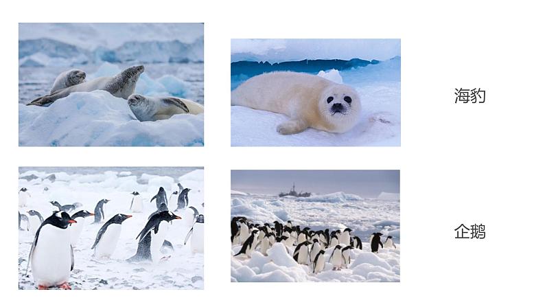 课件：初中语文部编版七年级下册课件、学案及教案第22课 伟大的悲剧06