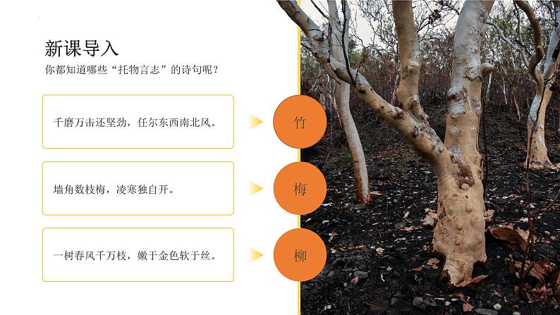 统编版八年级语文上学期课内同步精品课件 第15课 白杨礼赞（课件）第1页