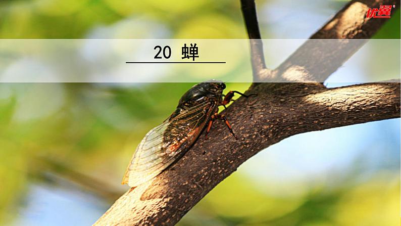 人教版八年级语文上册课件+教案第5单元02